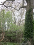 tree love in backyard