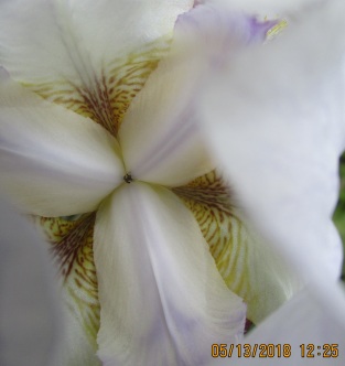 inside an iris