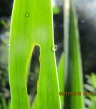 iris leaves in sun after rain