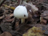 mushroom with leaf